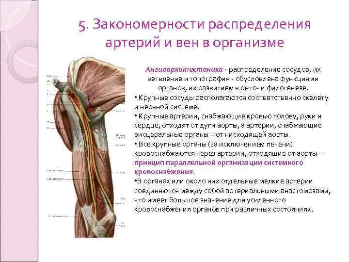 Закономерности строения. Закономерности распределения артерий и вен в организме. Закономерности распределения артерий и вен в теле человека. Закономерности расположения и ветвления артерий. Основные закономерности распределения кровеносных сосудов.