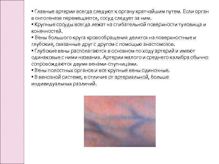  • Главные артерии всегда следуют к органу кратчайшим путем. Если орган в онтогенезе