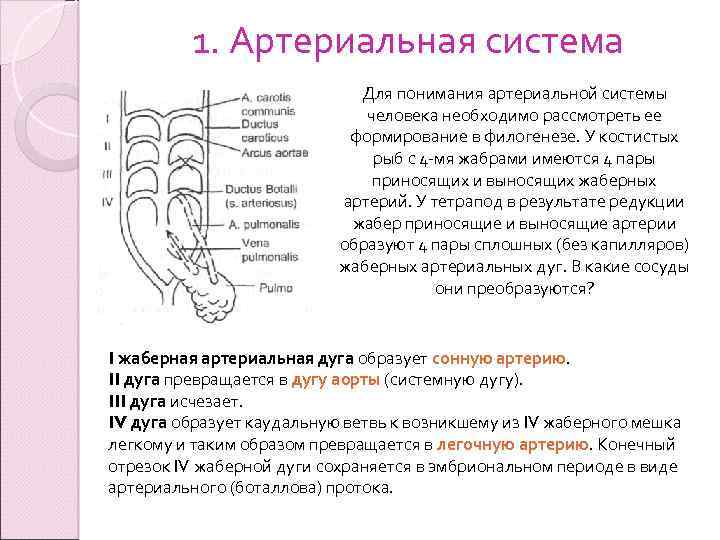 1. Артериальная система Для понимания артериальной системы человека необходимо рассмотреть ее формирование в филогенезе.