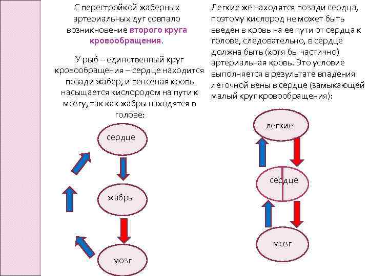 С перестройкой жаберных артериальных дуг совпало возникновение второго круга кровообращения. Легкие же находятся позади