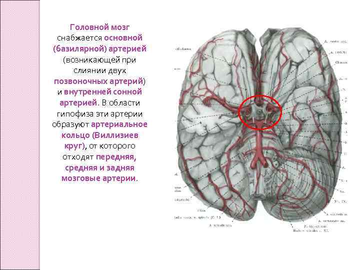 Головной мозг снабжается основной (базилярной) артерией (возникающей при слиянии двух позвоночных артерий) и внутренней
