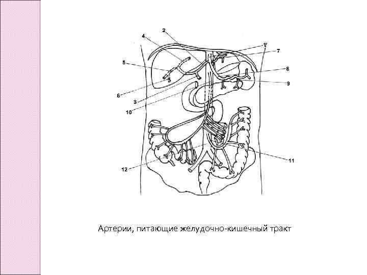 Артерии, питающие желудочно-кишечный тракт 
