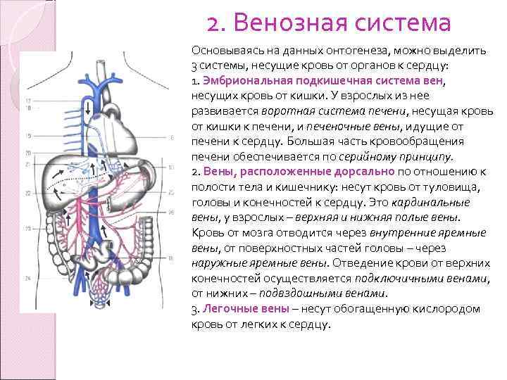 Вена идущая к сердцу