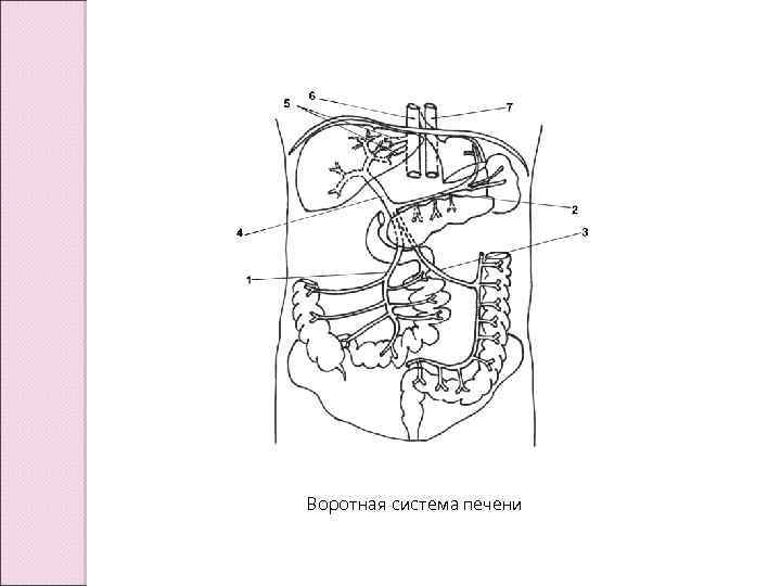 Воротная система печени 