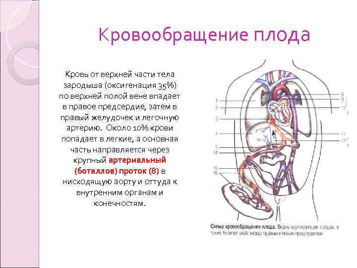 Кровообращение плода рисунок