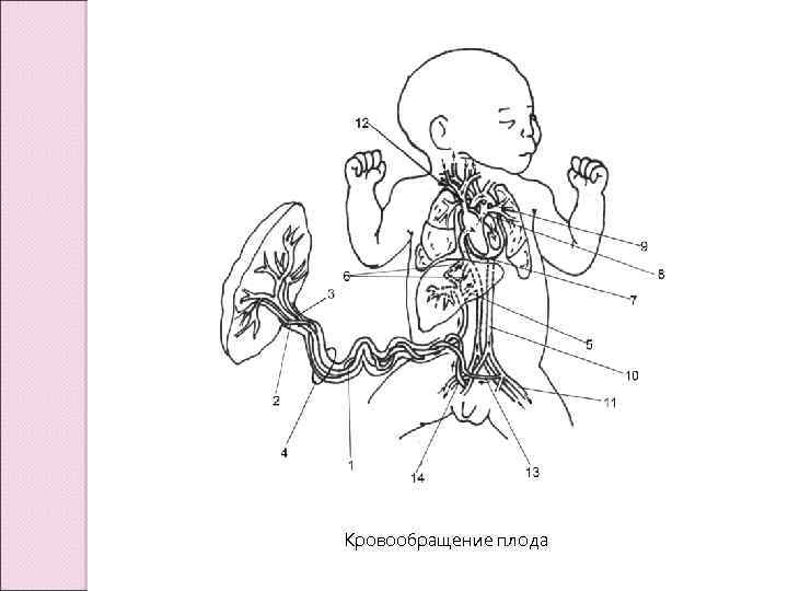 Рисунок кровообращения плода