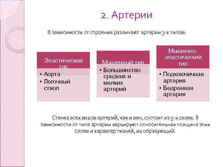 2. Артерии В зависимости от строения различают артерии 3 -х типов: Эластический тип •