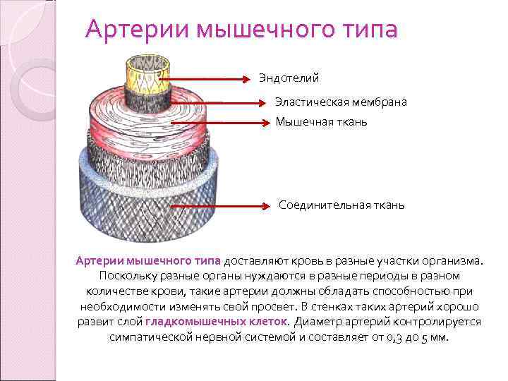 Артерия эластического типа рисунок