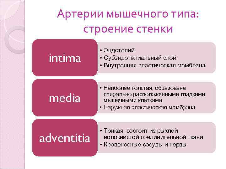 Артерии мышечного типа: строение стенки intima • Эндотелий • Субэндотелиальный слой • Внутренняя эластическая