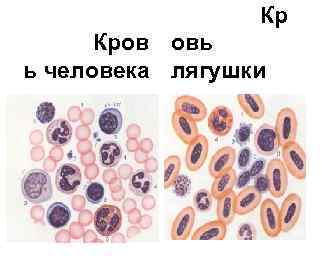 Кр Кров овь ь человека лягушки 
