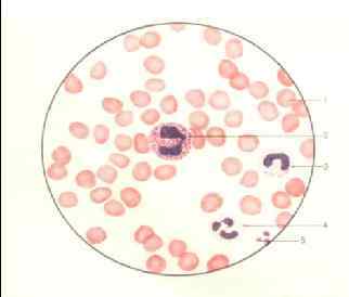 2. Эозинофил – 0, 5 -5% Д. 9 -10 мкм в капле; 12 -14