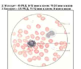 2. Моноцит – 6 -8% Д. 9 -12 мкм в капле; 18 -20 мкм