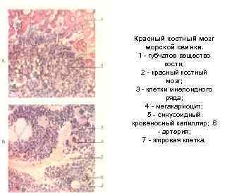 Красный костный мозг морской свинки. 1 - губчатое вещество кости; 2 - красный костный