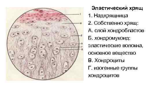 Эластический хрящ 1. Надхрящница 2. Собственно хрящ: А. слой хондробластов Б. хондромукоид: эластические волокна,