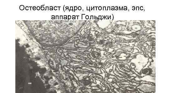 Остеобласт (ядро, цитоплазма, эпс, аппарат Гольджи) 