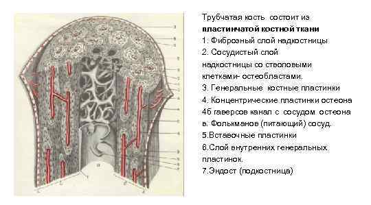 Трубчатая кость состоит из пластинчатой костной ткани 1. Фиброзный слой надкостницы 2. Сосудистый слой
