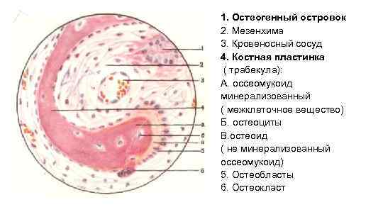 1. Остеогенный островок 2. Мезенхима 3. Кровеносный сосуд 4. Костная пластинка ( трабекула): А.