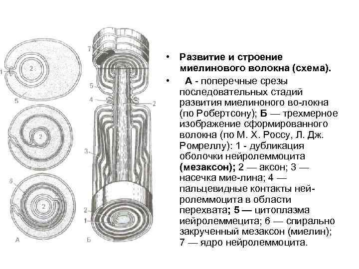  • Развитие и строение миелинового волокна (схема). • А поперечные срезы последовательных стадий