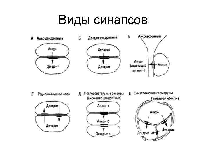 Виды синапсов 