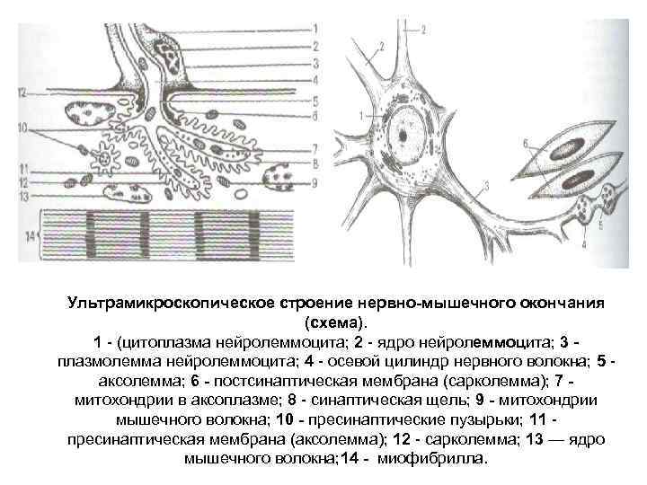 Ультрамикроскопическое строение нервно мышечного окончания (схема). 1 (цитоплазма нейролеммоцита; 2 ядро нейролеммоцита; 3 плазмолемма