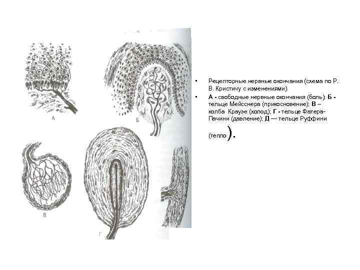  • • Рецепторные нервные окончания (схема по Р. В. Кристичу с изменениями). А