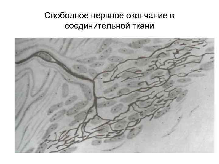 Свободное нервное окончание в соединительной ткани 