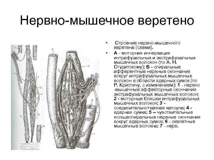 Нервно мышечное веретено • • Строение нервно мышечного веретена (схема). А моторная иннервация интрафузальных