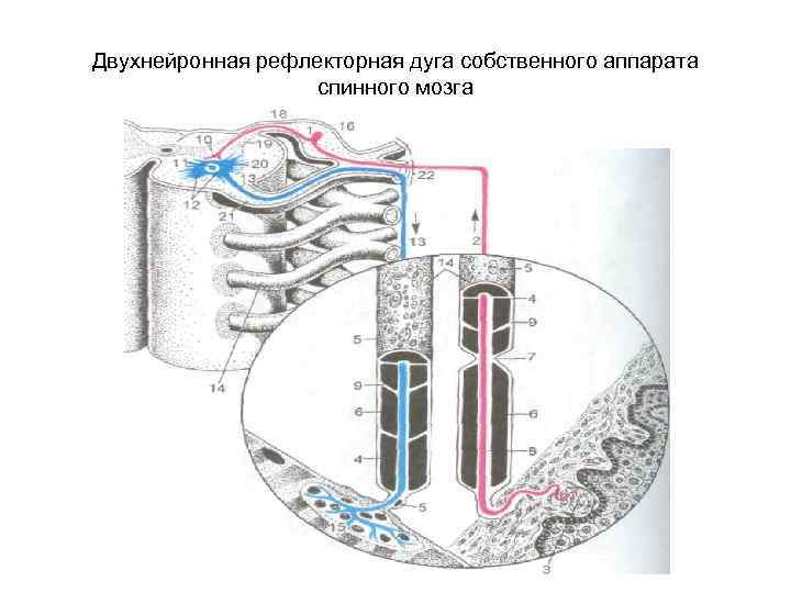 Двухнейронная рефлекторная дуга собственного аппарата спинного мозга 