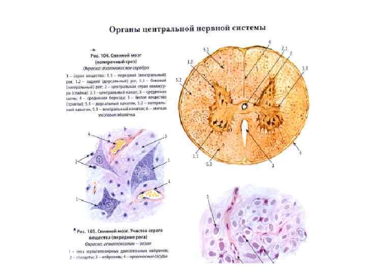 Строение нервной ткани рисунок