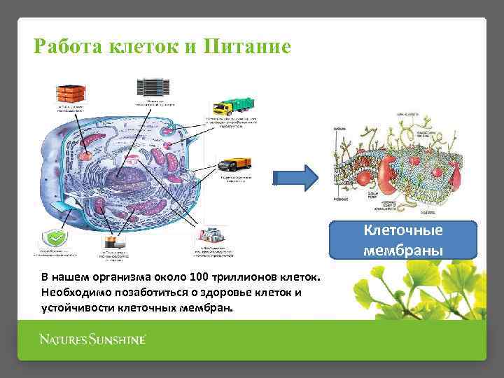 Работа клеток и Питание Клеточные мембраны В нашем организма около 100 триллионов клеток. Необходимо