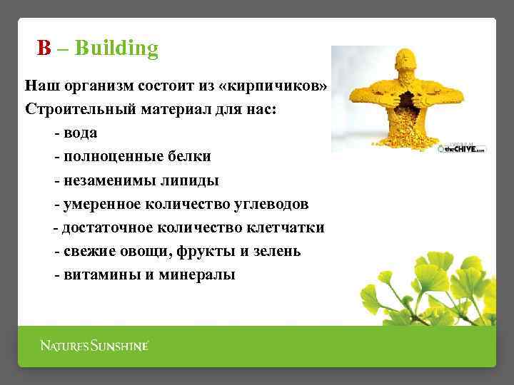 B – Building Наш организм состоит из «кирпичиков» Строительный материал для нас: - вода