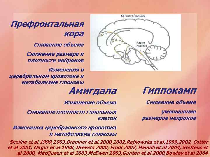 Префронтальная кора Снижение объема Снижение размера и плотности нейронов Изменения в церебральном кровотоке и