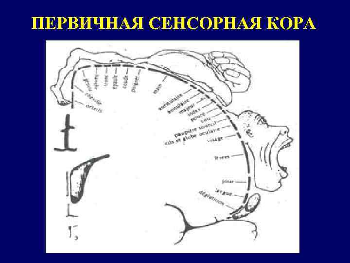 ПЕРВИЧНАЯ СЕНСОРНАЯ КОРА 