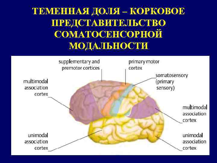 ТЕМЕННАЯ ДОЛЯ – КОРКОВОЕ ПРЕДСТАВИТЕЛЬСТВО СОМАТОСЕНСОРНОЙ МОДАЛЬНОСТИ 
