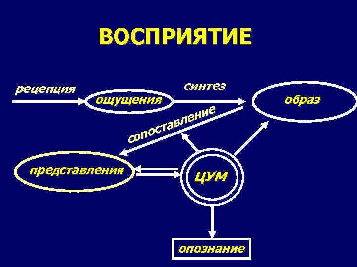 ВОСПРИЯТИЕ рецепция ощущения синтез е ени л тав пос со представления ЦУМ опознание образ