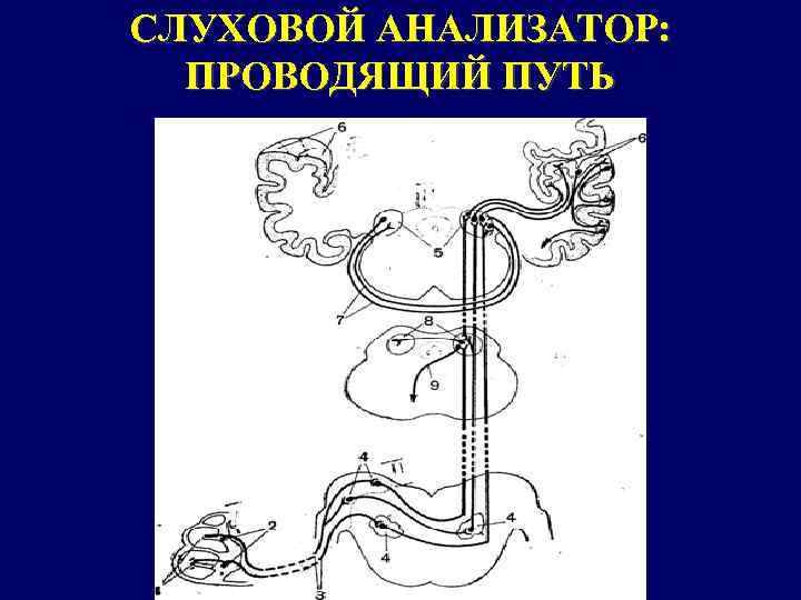 СЛУХОВОЙ АНАЛИЗАТОР: ПРОВОДЯЩИЙ ПУТЬ 