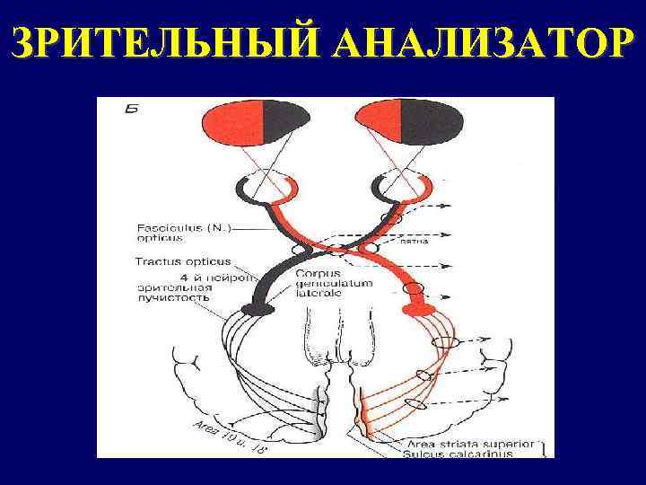 ЗРИТЕЛЬНЫЙ АНАЛИЗАТОР 