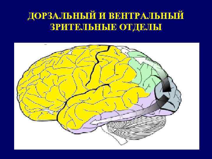 ДОРЗАЛЬНЫЙ И ВЕНТРАЛЬНЫЙ ЗРИТЕЛЬНЫЕ ОТДЕЛЫ 