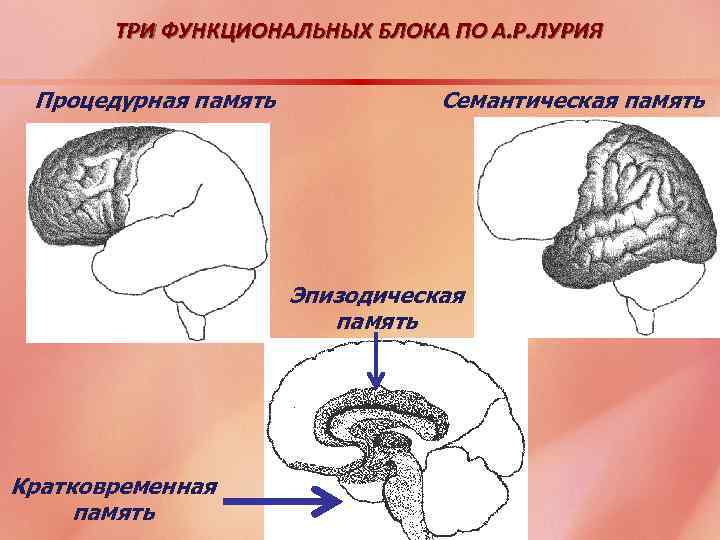 ТРИ ФУНКЦИОНАЛЬНЫХ БЛОКА ПО А. Р. ЛУРИЯ Процедурная память Семантическая память Эпизодическая память Кратковременная