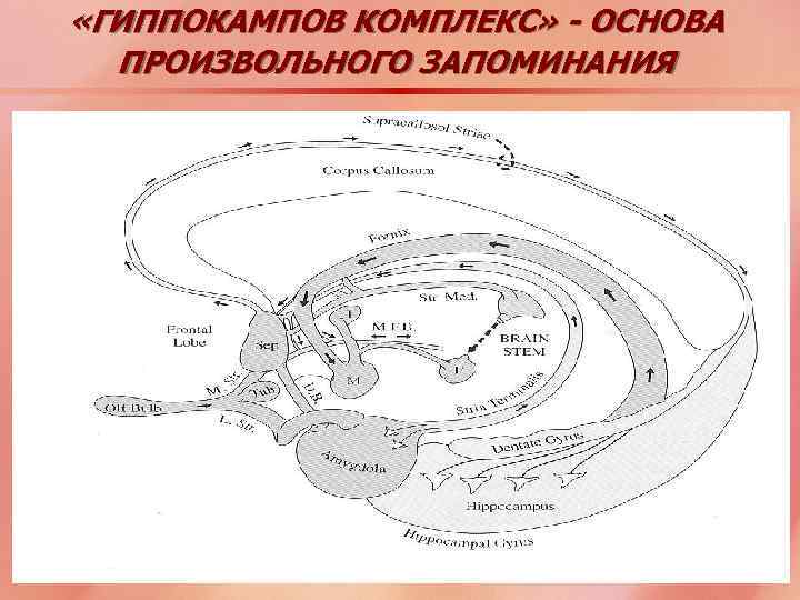  «ГИППОКАМПОВ КОМПЛЕКС» - ОСНОВА ПРОИЗВОЛЬНОГО ЗАПОМИНАНИЯ 