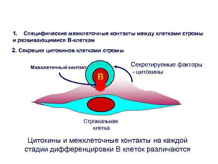 1. Специфические межклеточные контакты между клетками стромы и развивающимися В-клеткам 2. Секреция цитокинов клетками