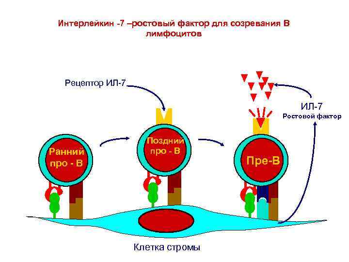 Интерлейкин -7 –ростовый фактор для созревания В лимфоцитов Рецептор ИЛ-7 Ростовой фактор Ранний про