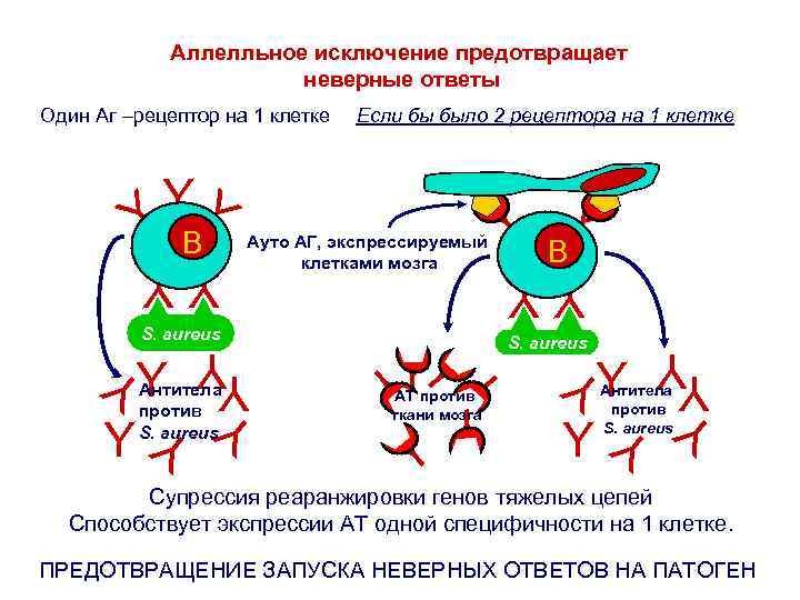 Аллелльное исключение предотвращает неверные ответы B Ауто АГ, экспрессируемый клетками мозга YY S. aureus
