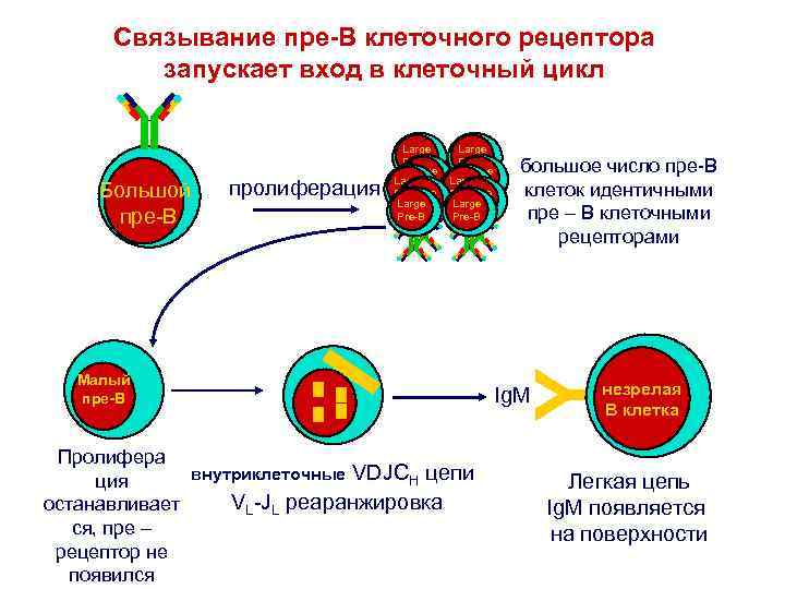Связывание пре-В клеточного рецептора запускает вход в клеточный цикл пролиферация Large Pre-B Large Pre-B