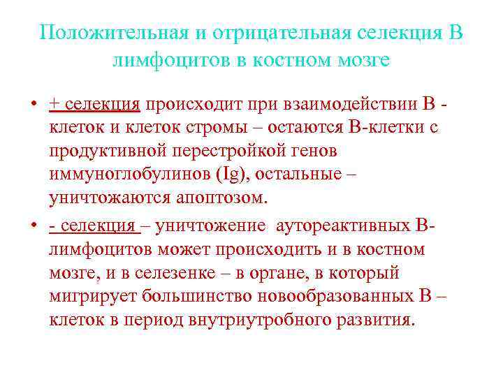 Положительная и отрицательная селекция В лимфоцитов в костном мозге • + селекция происходит при