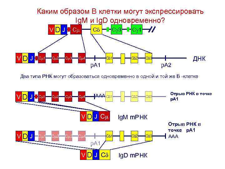 Каким образом В клетки могут экспрессировать Ig. M и Ig. D одновременно? Cd C