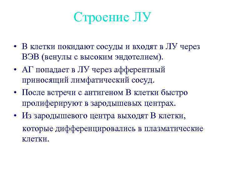 Строение ЛУ • В клетки покидают сосуды и входят в ЛУ через ВЭВ (венулы