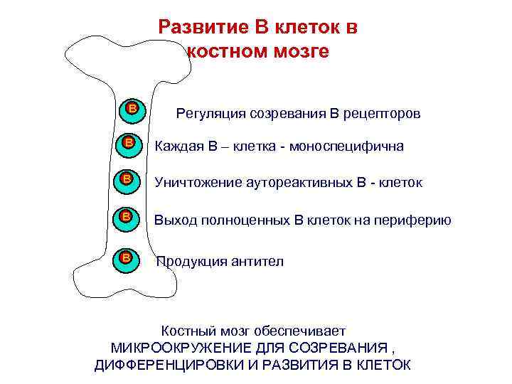 Развитие В клеток в костном мозге B Регуляция созревания В рецепторов B Каждая В