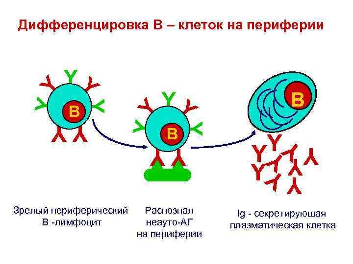 YY Y YY Зрелый периферический В -лимфоцит B YY Распознал неауто-АГ на периферии B