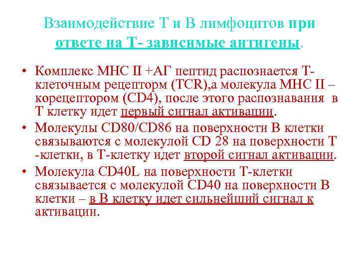 Взаимодействие Т и В лимфоцитов при ответе на Т- зависимые антигены. • Комплекс MHC